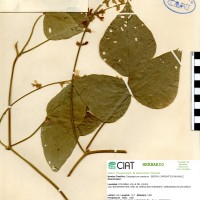 18487 herbarium
