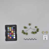 CIP760448_HHA 6571_B.JPG