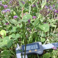 Trifolium rueppellianum_952 (3).jpg