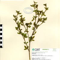 10071 herbarium