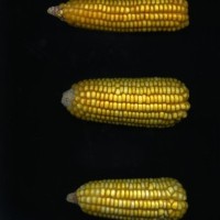 CIMMYTMA 965 CRIC 227 AF18A-0903-75 E1.jpg