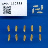 IRGC 110928 Seed Photo