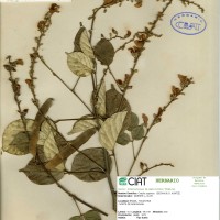 18957 herbarium