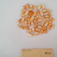 CIMMYTMA 4518 - Reference Inventory.jpg