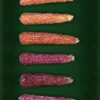 CIMMYTMA 25130 TLAX 229 BA22U-2903-49 C.jpg