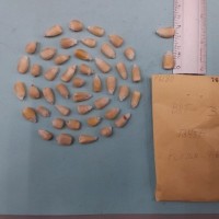 CIMMYTMA 7618 - Reference inventory.jpg