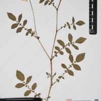 CIP 761827_OCH 13822_01.jpg