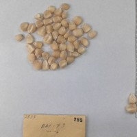 CIMMYTMA 285 - Reference Inventory.jpg