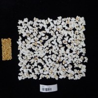 Popped and not popped comparison labeled.jpg