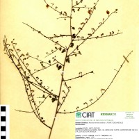 9684 herbarium