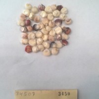 CIMMYTMA 3450 - Reference Inventory.jpg