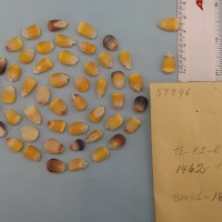 CIMMYTMA 5999 - Reference Inventory.jpg