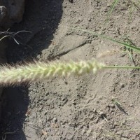 16660_Flower.jpg