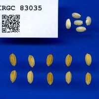 IRGC 83035 Seed Photo