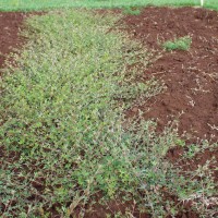 Stylosanthes macrocephala 12041.JPG