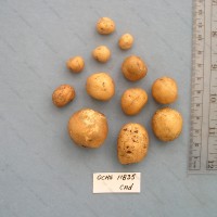 CIP 761295 Tuber