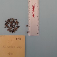 CIMMYTMA 8785 - Reference Inventory.jpg