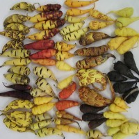 Mashua banco CIP.jpg