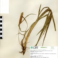 16615 herbarium