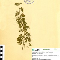 7590 herbarium