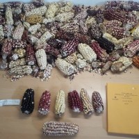 CIMMYTMA 8215 ECUA 477 TC18U-2903-22.jpg