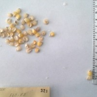 CIMMYTMA 321 - Reference Inventory.jpg