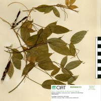 15422 herbarium