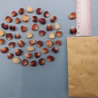 CIMMYTMA 8365 - Reference inventory.jpg