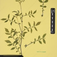 CIP 762631_OCHS 12596_13.jpg