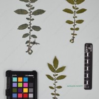 CIP 762633_OCHS 12602_06.jpg