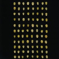 CIMMYTMA 27150 BRAZ BA078 AF18A-0903-136 K.jpg