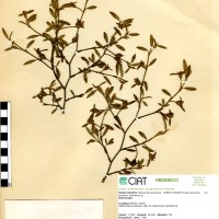10136 herbarium