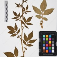 CIP 761070_OCHS 11297_06.jpg