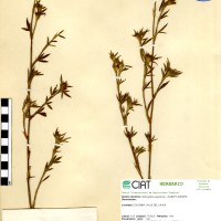 68 herbarium