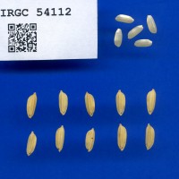 IRGC 54112 Seed Photo