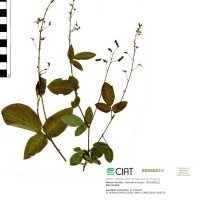33171 herbarium