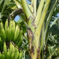 6.3.1 - Blotches at the petiole base