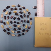 CIMMYTMA 7691 - Reference inventory.jpg