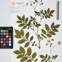 CIP 761053_OCHS 11865_03.jpg