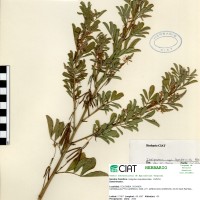 9168 herbarium