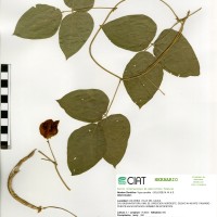 24147 herbarium