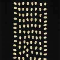 CIMMYTMA 679 VERA 44 AF18A-0903-44 K.jpg