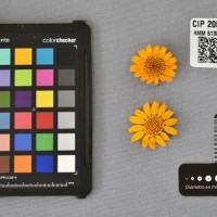 CIP 205011 (flower).jpg