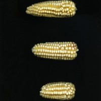 CIMMYTMA 19492 PUEB 644 TC24U-2903-170 E1.jpg