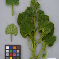 CIP 201029 Herbarium