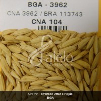 BRA00002699-7.JPG
