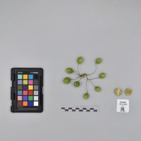 CIP761962_OCH 14283_B.JPG