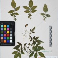 CIP 760029_OCH S81_06.jpg