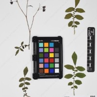 CIP 762915_SSTH 7397_17.jpg