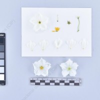 CIP 761234_OCHS 11613_mcq_F_2024.jpg